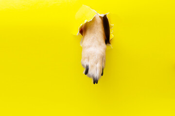 dog paw sticking out of a hole in a yellow torn piece of paper