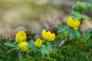 Yellow winter aconite flowers (Eranthis hyemalis) on natural mossy forest floor.