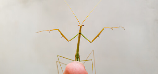 mantis on top of a finge