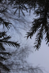Naklejka premium pine branches against sky