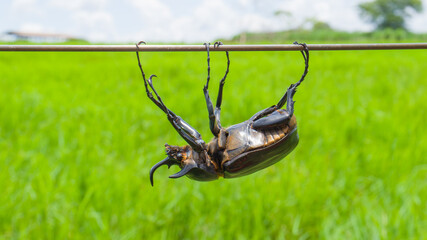 rhinoceros beetle crossing a steel cable