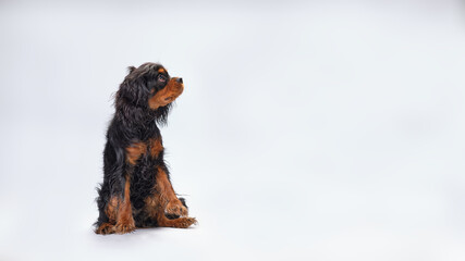 The cavalier dog King Charles in a sitting position looks away isolated on a white background