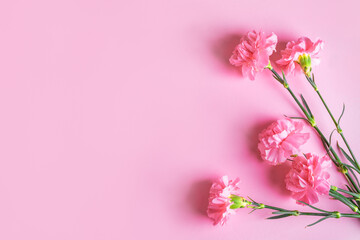 Fototapeta na wymiar Pink carnation flowers