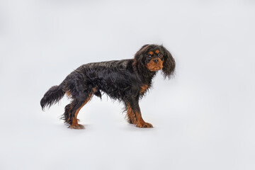Cavalier dog King Charles in the rack side view isolated on a white background