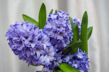Hyacinth blue flowers with green leaves