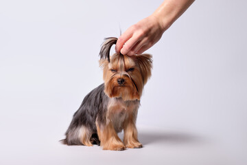 A woman's hand adjusts the ponytail on the head of a Yorkshire terrier