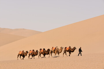 Camels in the Gobi Desert at Dunhuang, Gansu Province, China