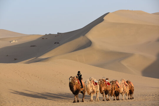 Camels in the Gobi Desert at Dunhuang, Gansu Province, China