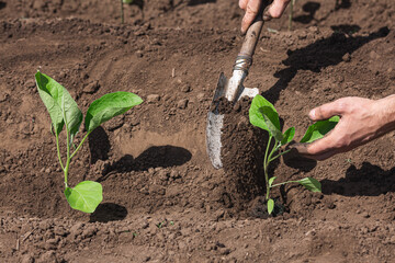 closeup gardener planting eggplant in the vegetable garden. Plant the seedling with a shovel.