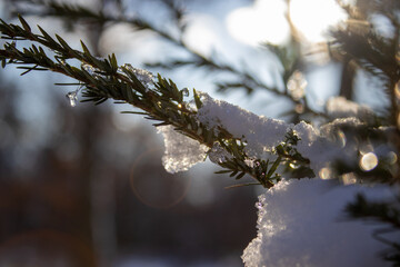 snow-covered branch