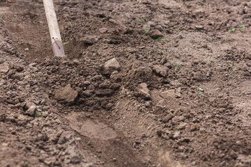 with a shovel to dig soil for a vegetable garden