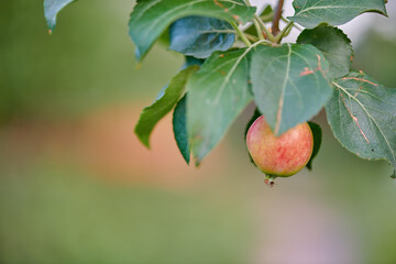 red apples hang on the apple tree