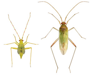 Bug, Creontiades pallidus (Hemiptera: Miridae). Nymph and adult. Isolated on a white background
