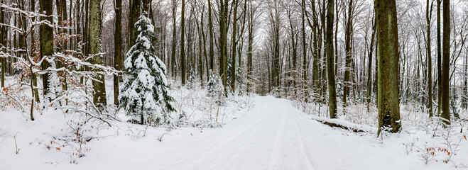 Zima w lesie buków © Janusz Lipiński