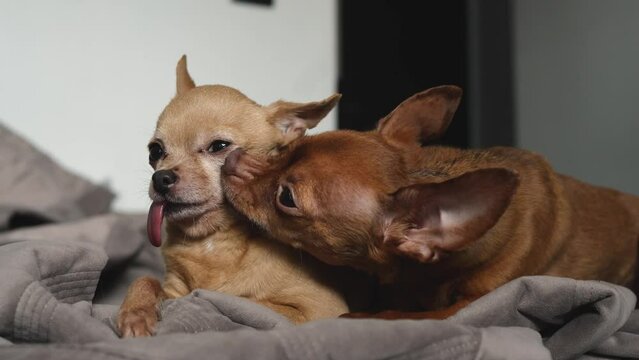 Dog licks the muzzle of another, two cute little dogs at home
