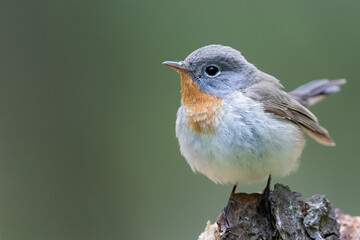 Red-breasted Flycatcher