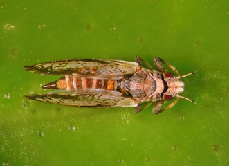 Asian citrus psyllid, Diaphorina citri (Hemiptera: Liviidae). Macro