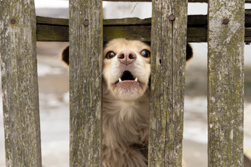 Red dog barking behind a wooden fence.