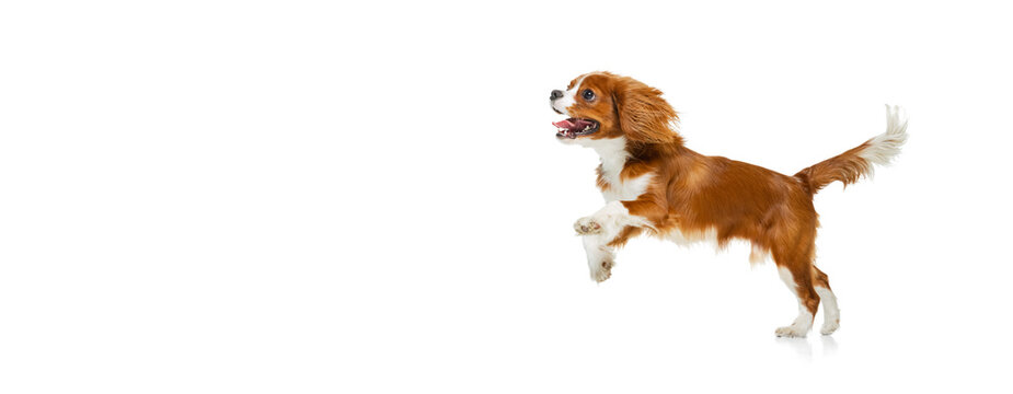 Portrait of beautiful cute dog, King Charles Spaniel isolated over white studio background. Concept of motion, beauty, fashion, breeds, pets love, animal