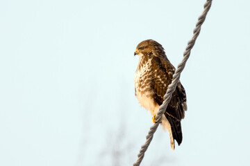 Common buzzard