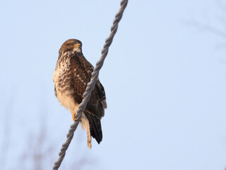 Common buzzard