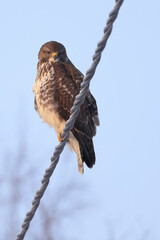 Common buzzard