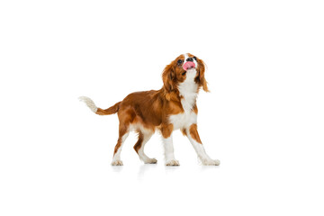 Portrait of beautiful cute dog, King Charles Spaniel isolated over white studio background. Concept of motion, beauty, fashion, breeds, pets love, animal