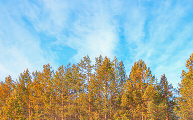 The green pine trees top in forest blue sky and amazing clouds