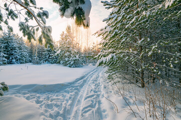 Pine trees covered with snow on frosty evening. Beautiful winter panorama - 489050930