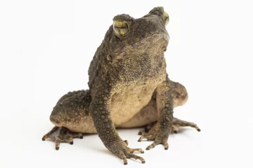 Foto op Plexiglas Asian giant toad phrynoidis asper isolated on white background  © dwi