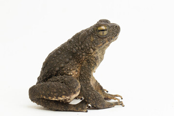 Asian giant toad phrynoidis asper isolated on white background
