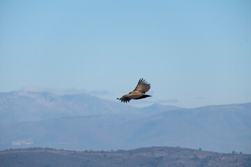 bird (vulture) flying alone in the sky, among the clouds, and over mountains and valleys in search of food