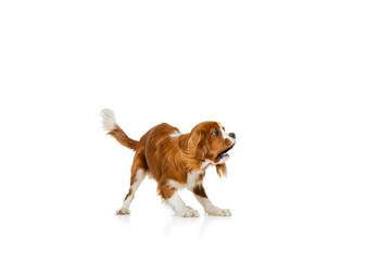 Portrait of beautiful cute dog, King Charles Spaniel isolated over white studio background. Concept...