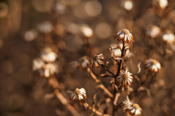 Flower dry outside on the plant.