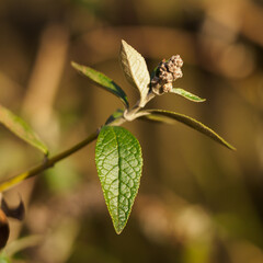 Butterfly bush flower buds with green leaves.