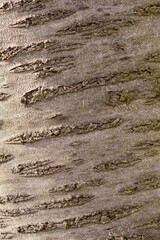 Detail of the bark of a cherry tree.