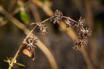 The dry flower of the butterfly bush.