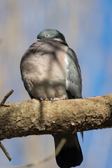RETRATO DE PALOMA TORCAZ COLUMBA PALUMBUS