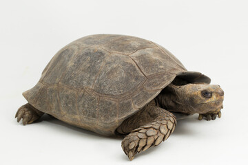 Asian forest tortoise Manouria emys isolated on white background
