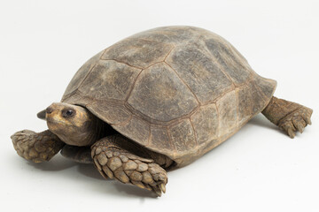 Asian forest tortoise Manouria emys isolated on white background
