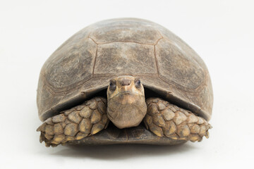 Asian forest tortoise Manouria emys isolated on white background
