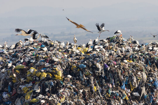 BASURERO DONDE SE ALIMENTAN LAS AVES