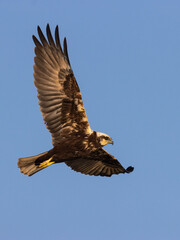AGUILUCHO LAGUNERO O ARPELLA CIRCUS AERUGINOSUS EN VUELO