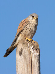 RETRATO DE CERNICALO VULGAR FALCO TINNUNCULUS MACHO