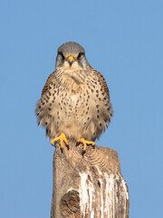 RETRATO DE CERNICALO VULGAR FALCO TINNUNCULUS MACHO