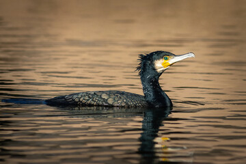 RETRATO DE CORMORAN GRANDE EN EL AGUA CON UNA LUZ BONITA Y ANARANJADA