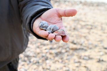 Closeup of man hand with shells on the seaside