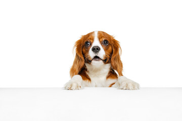 Companion dog breed, King Charles Spaniel looking at camera isolated over white studio background. Concept of motion, beauty, fashion, breeds, pets love, animal