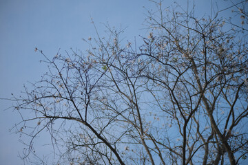 Flowers in winter at Dalat city
street life photo