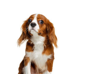 Companion dog breed, King Charles Spaniel looking at camera isolated over white studio background. Concept of motion, beauty, fashion, breeds, pets love, animal